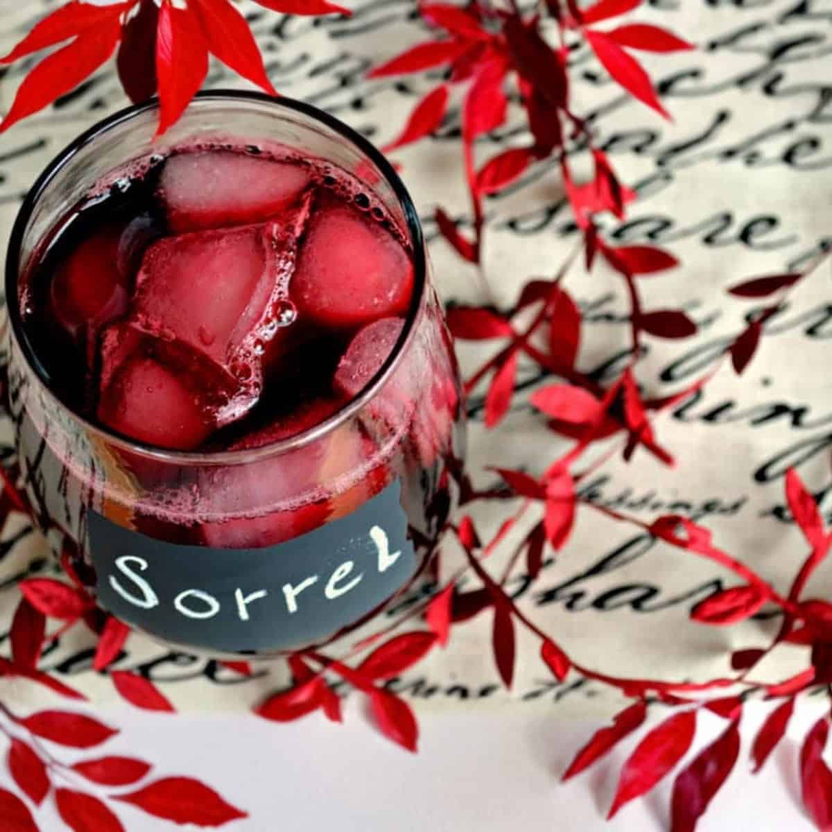 Jamaican Sorrel ( Hibiscus)